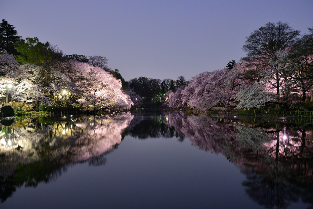 井之頭公園　夜桜