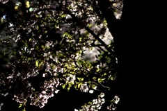 夜桜 