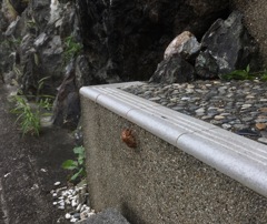 どこから出てきたん??