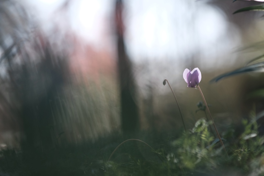 午後のまどろみ