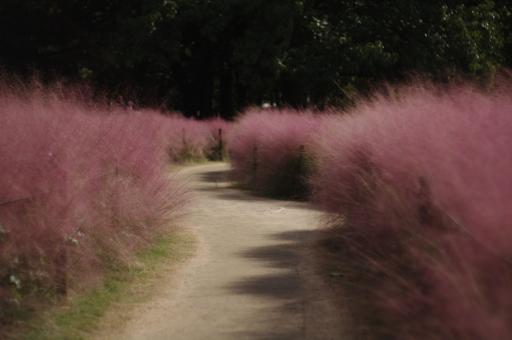 カピラリスの小径