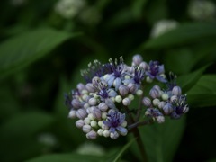 花だけ