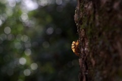 冬の蝉