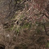 もっと枝垂れたい梅