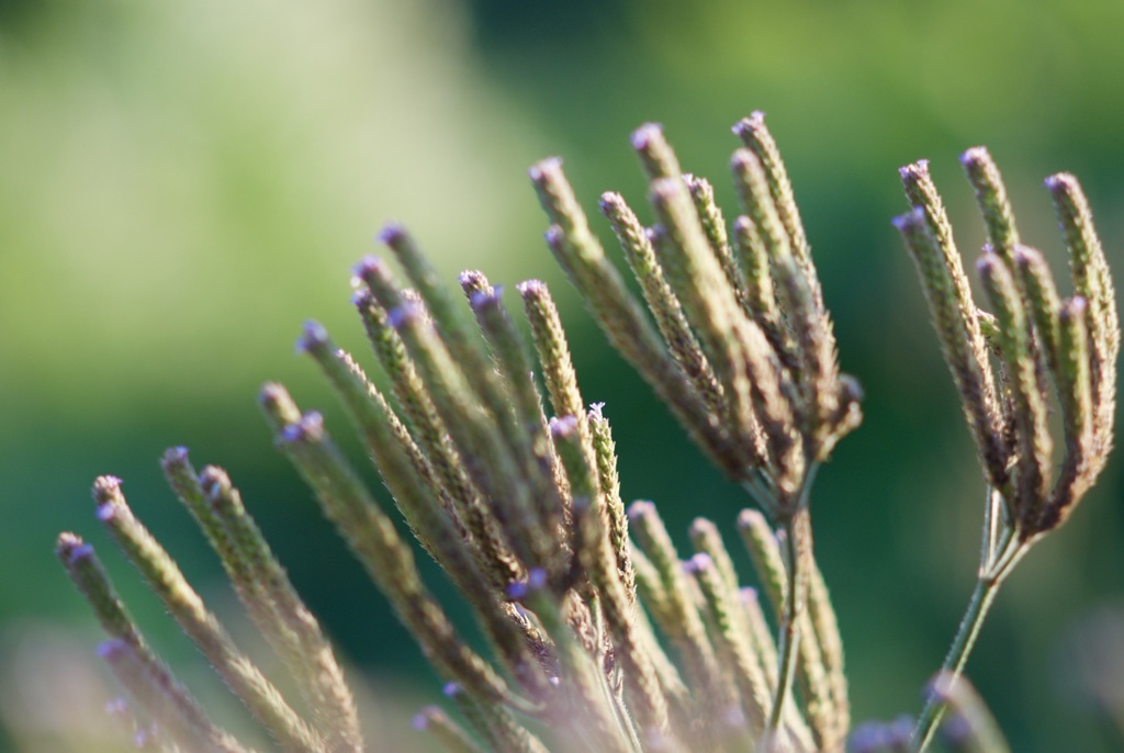 先っちょの紫が綺麗❣️