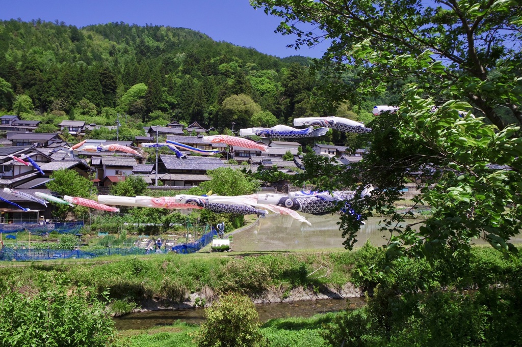 静原の鯉のぼり