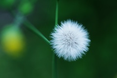 今年の真っ白シロ助