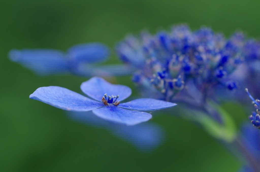 紫陽花 BLUE 3
