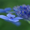 紫陽花 BLUE 3