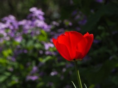 チューリップとオオアラセイトウ