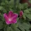 Petite fleur