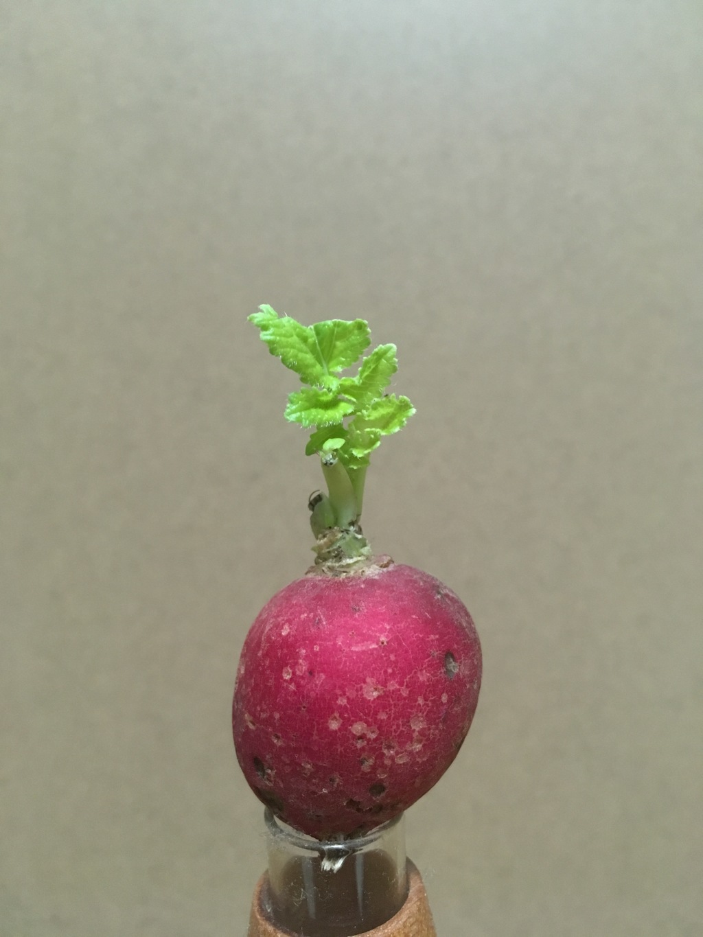 食べようと思ってたのに、、