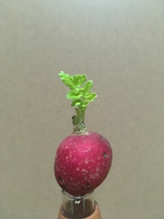 食べようと思ってたのに、、