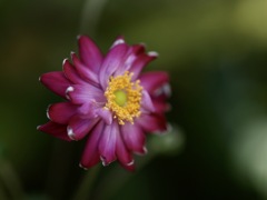 八重の秋明菊