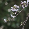 近くの山桜