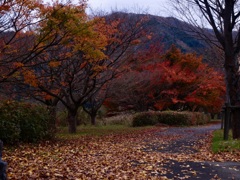 秋の散歩道 2018