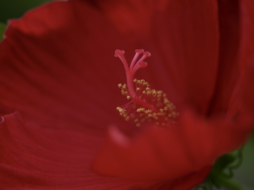 赤の芙蓉