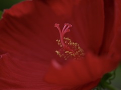 赤の芙蓉