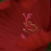 赤の芙蓉