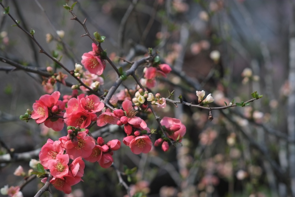 バラ科ボケ属のボケと申します。