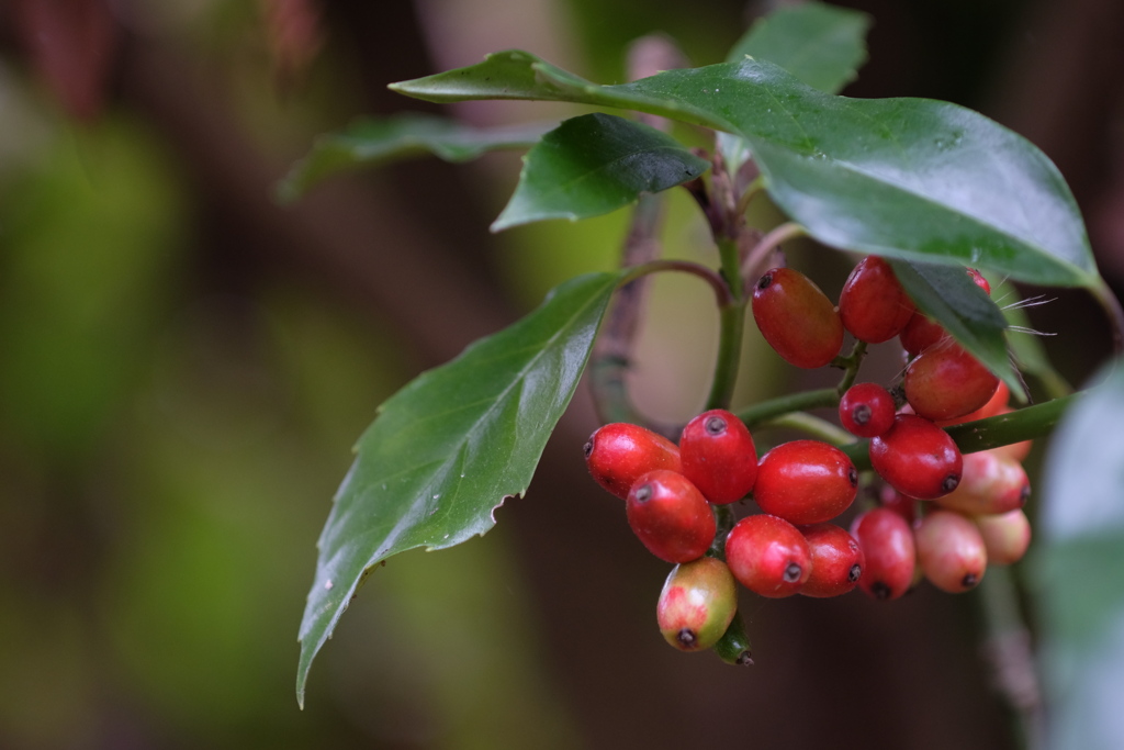 アオキのアカイ実