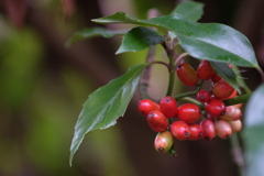 アオキのアカイ実