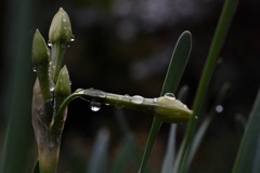 冷たい雨