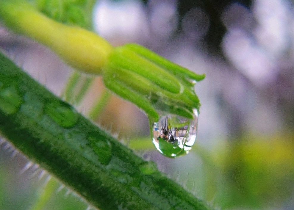カボチャの赤ちゃん
