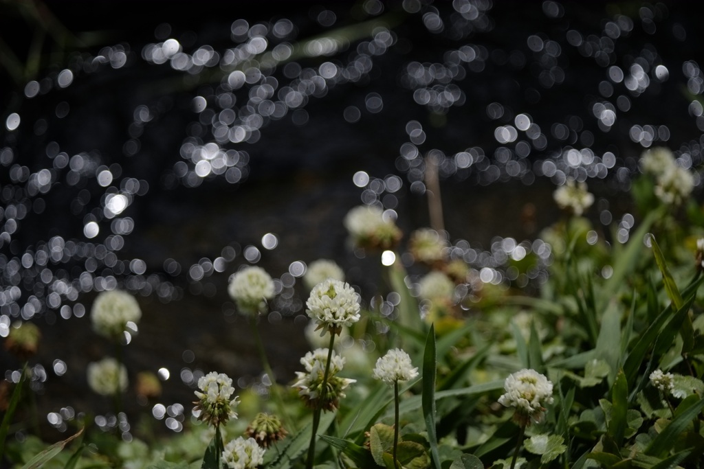 用水路のキラキラ