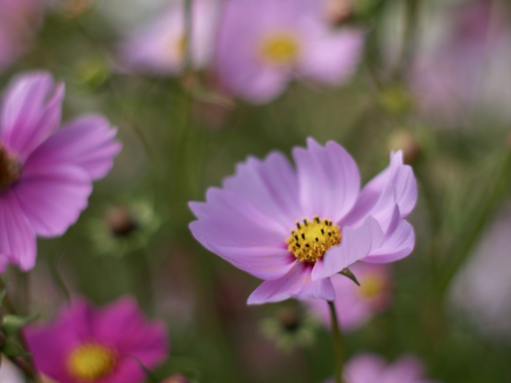 秋の日　秋桜