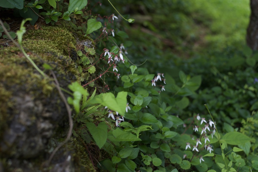 リラクセーション