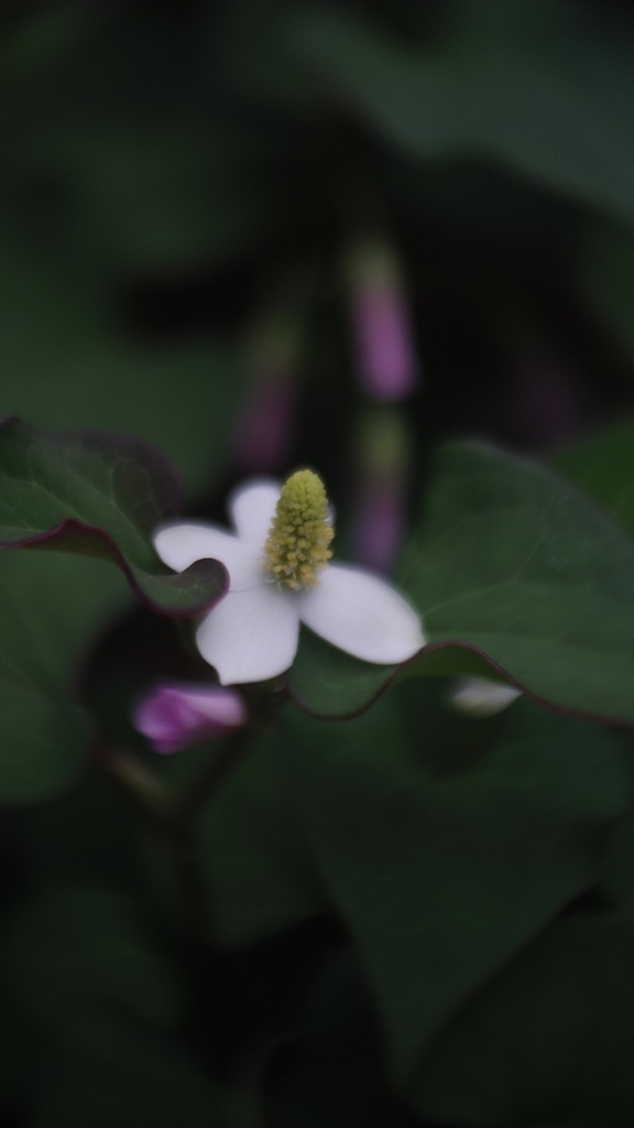 うちのプランター 2