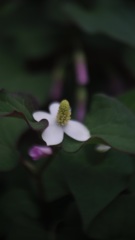 うちのプランター 2