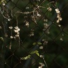 この下は山芋のはず、、