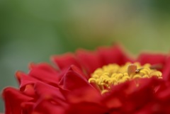 赤の百日草