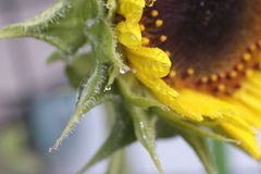 雨あがりの向日葵