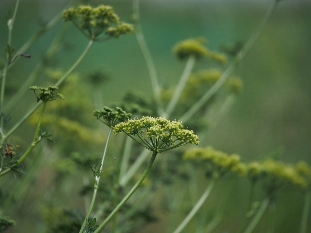 パセリの花