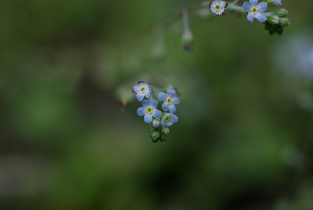 今年の胡瓜草