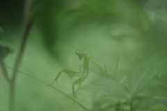 忍法木の葉隠れ
