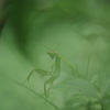 忍法木の葉隠れ