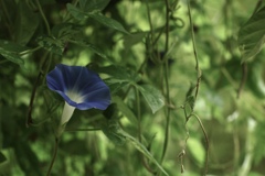 藍より青く