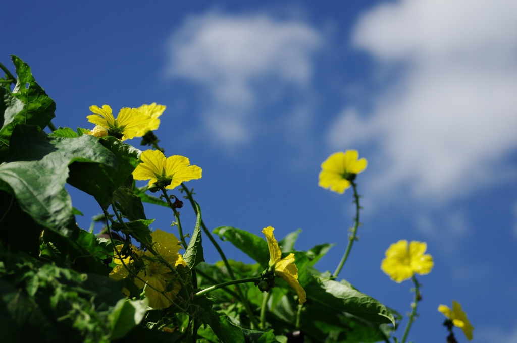 わたしの〜青〜空〜♪
