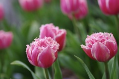 Fringe Tulip