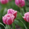 Fringe Tulip