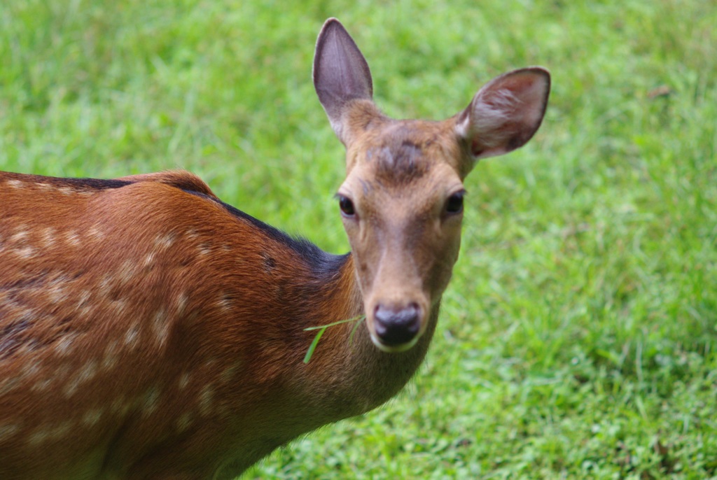やっぱ！シャッター音や！