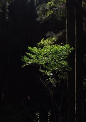 スポッ                   トライト