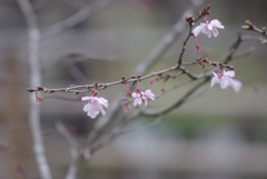 三月に咲く十月桜