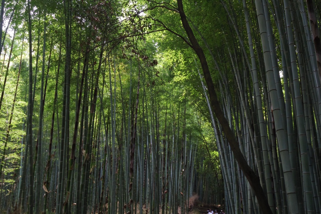 嵯峨野 竹林の道