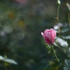 秋の日 薔薇