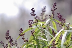 ヒマラヤアオキ